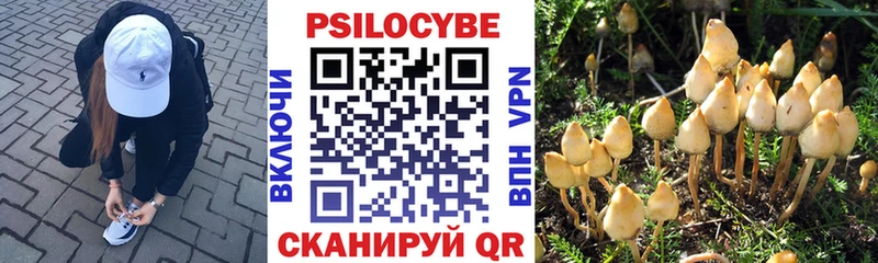 Псилоцибиновые грибы Cubensis  Купить закладки  Кяхта 